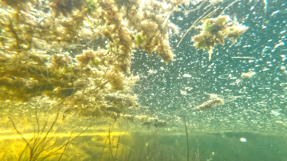 helene-sommer-en-vtmarkskrnike-a-wetland-chronicle-stillweb-en-vtmarkskrnike-a-wetland-chronicle